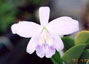 L. sinorana var. coerulea