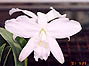 L. sincorana var. albescenns 'Jose Rodrigues'