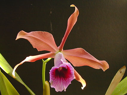 L. tenebrosa 'Bronze Beauty' x 'Rainforest'