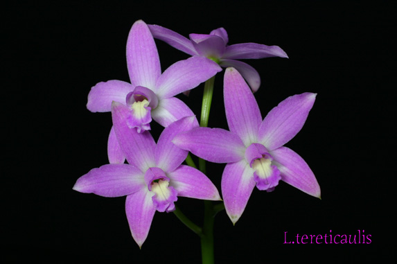 L. tereticaulis