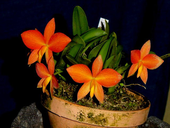 Soph. coccinea var. balboreta