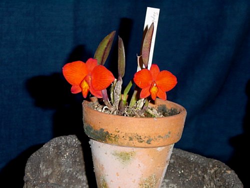 Soph. coccinea 'Canpos do Jordao'