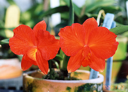 Soph. coccinea