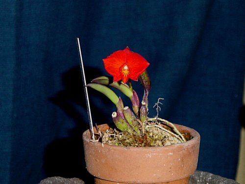 Soph. coccinea 'Ubatuba'