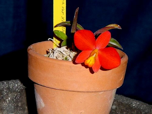 Soph. coccinea 'Xanthoglossa'