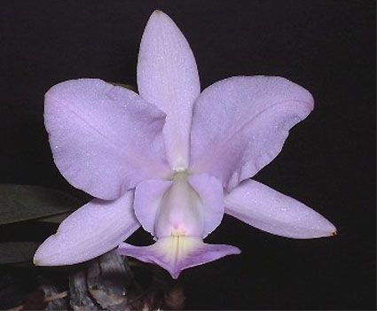 C. walkeriana var. coerulea 'Choju'