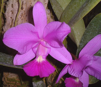 C. walkeriana 'Jungle Queen'