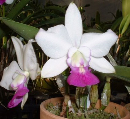 C. walkeriana var. semialba 'Tokyo No.1'