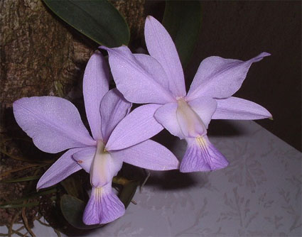 C. walkeriana var. coerulea