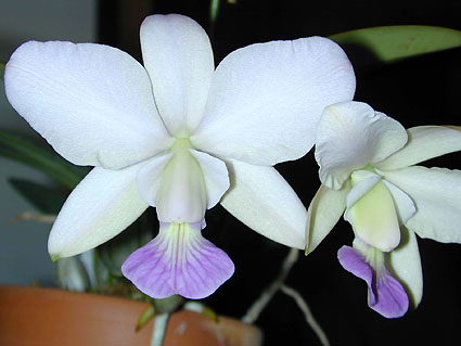 C. walkeriana var. coerulea 'Caesar'