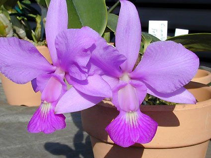 C. walkeriana tipo ('Fett' x 'Fieticeira')