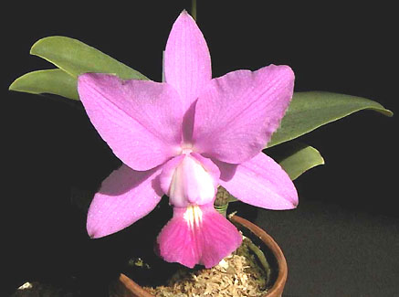 C. walkeriana var. tipo 'Estrela da Colina'