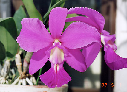 C. walkeriana 'Escura' x 'Beterraba' No.177 #2