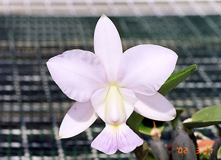 C. walkeriana var. coerulea 'Happy Field' x 'Edward' #3