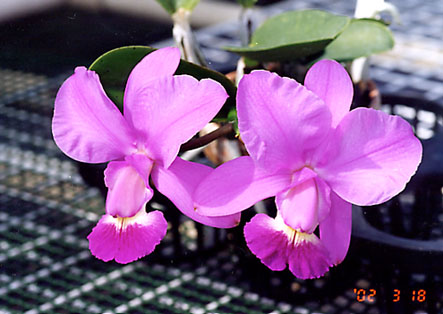 C. walkeriana alba 'Pendentive 4N' x semi-alba 'Puanani'