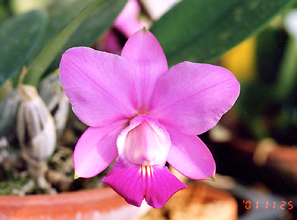 C. walkeriana ( 'Touceira' x 'A.J.C.' )