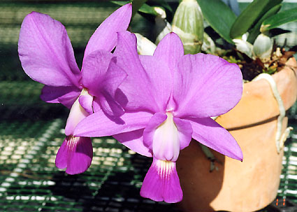 C. walkeriana ( coerulea 'W.P.R.' x coerulea 'San Gabriel' )