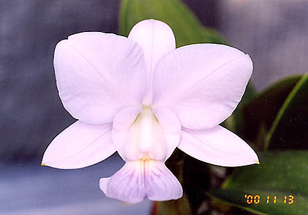 C. walkeriana var. coerulea 'Happy Field' x 'Edward' 