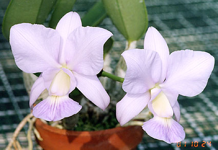 C. walkeriana var. coerulea ( 'Happy Field' x 'Edward' )