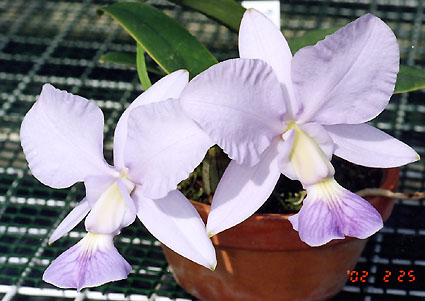 C. walkeriana var. coerulea 'Iwashita' x 'Edward'