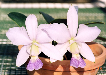 C. walkeriana var. coerulea 'San Gabriel'