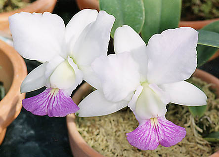 C. walkeriana var. semi-alba 'Sancha Mizuno' x self