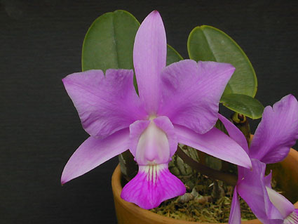 C. walkeriana var. tipo 'NO.132-B-2'