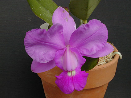 C. walkeriana 'alba Hakusyu' x 'Faceira'