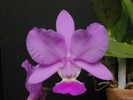 C. walkeriana ialba 'Pendentive' x selfj x 'Faceira'