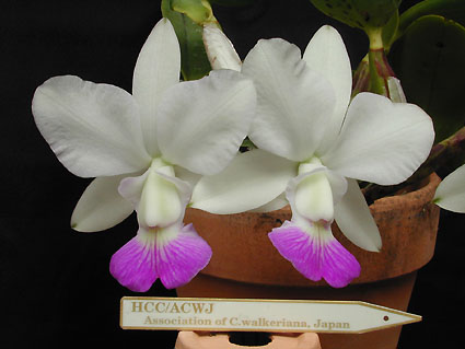 C. walkeriana var. perola 'Takuma'