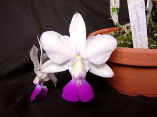 C. walkeriana var. s/a 'Tokyo No.1'