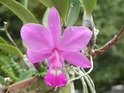 C. walkeriana 'O.P.5'