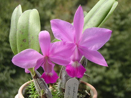 C. walkeriana 'YC-15-3'