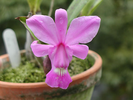 C. walkeriana 'YC-C'