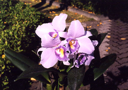 Blc. (Lc. Blue Boy x Blc. Lois Mcneil)