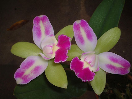 (Lc. Edgard Vanbelle x C. intermeidia) x Blc. Magic Meadow 'Green Genii'