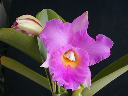 Blc. Bryce Canyon x Lc. Pink Spice