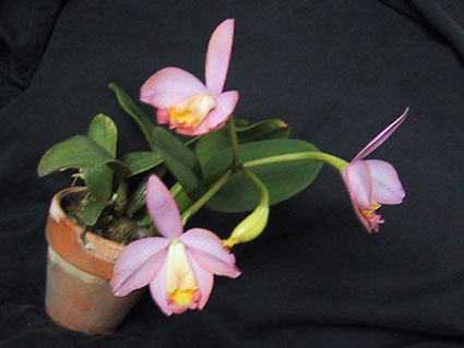 C. Candy Tuft 'Taffy' x Sl. China Sky '748-3'