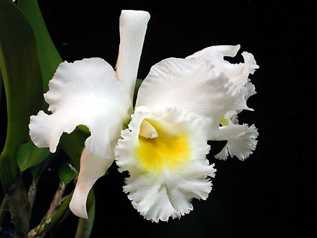 Bc. Pastoral 'Innocence'
