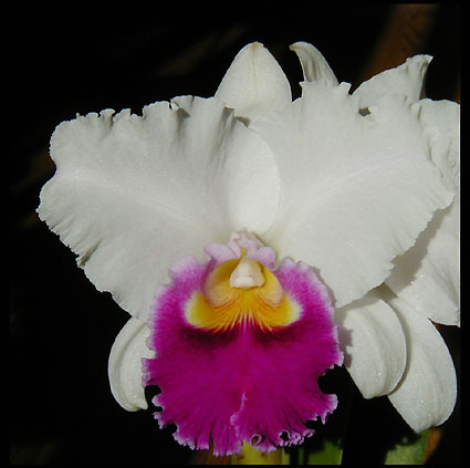 C. Old Whitey 'Mt. Empress' x Lc. Starting Point 'Unique'