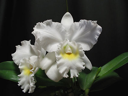 C. Spring Climax x C. walkeriana