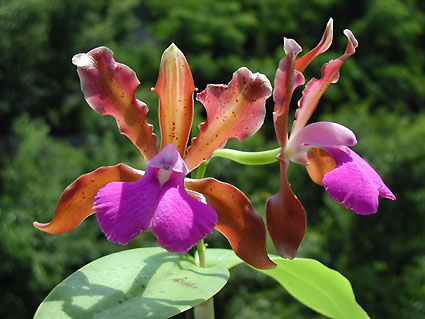 C. bicolor x C. Landate