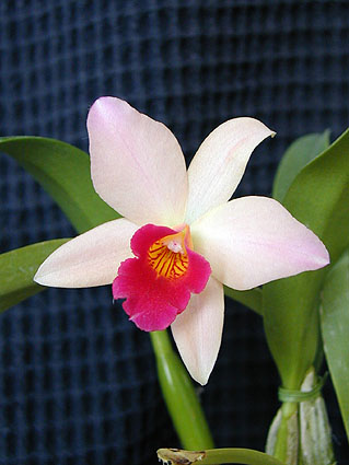 L. Amoena x Sc.Beaufort