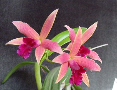 y䂳 L. jongheana x L. milleri