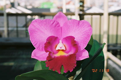 Lc. Mini Purple x C. Queen Sirikhit