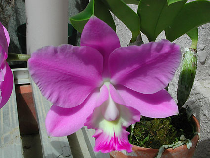 Lc. Mini Purple 'Spring' x C. Snow Blind