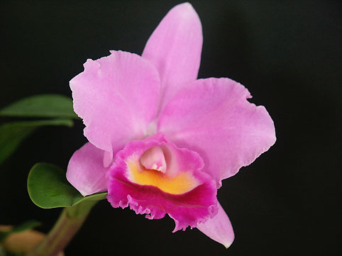 Blc. Benihime