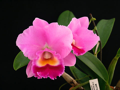 Blc. Benihime 'X'