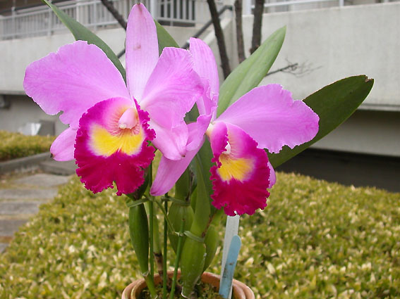Pot. Tokyo Bay x Pot. Memoria Ichie Ejiri