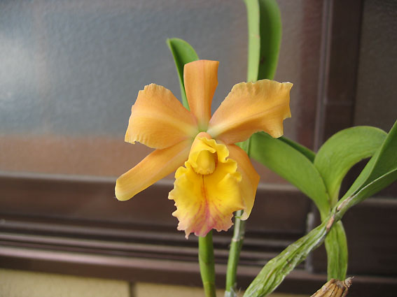 Pot. Twentyfour Carat x C. walkeriana 'Pendentive'